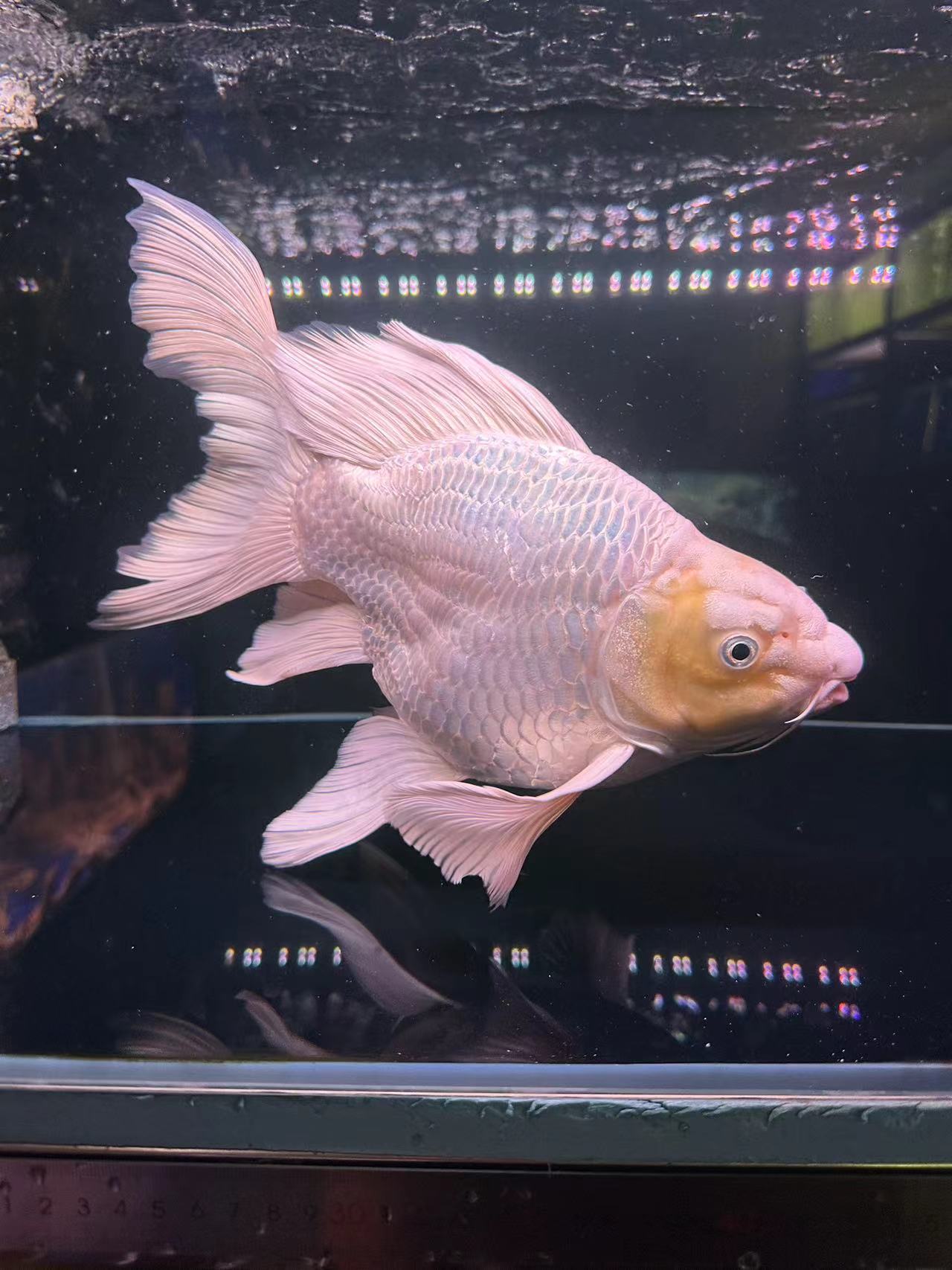 贵妃台系纯种普身球体短身蝴蝶鲤观赏鱼大鳍大尾顺丰包邮