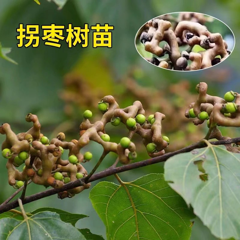 拐枣树苗 耐寒耐热 生长速度快 两年苗