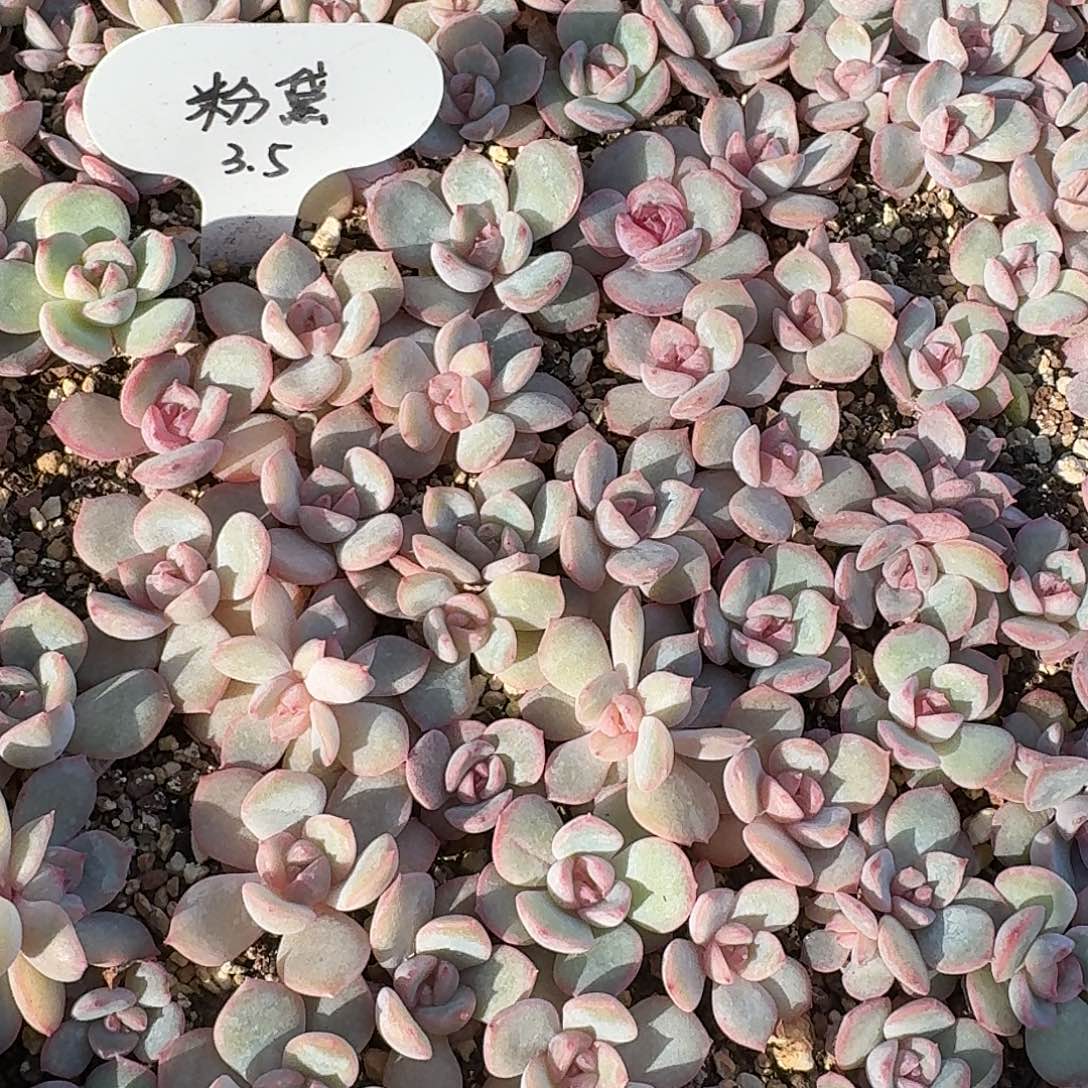 如图糖心粉黛叶插苗随机3个头一份