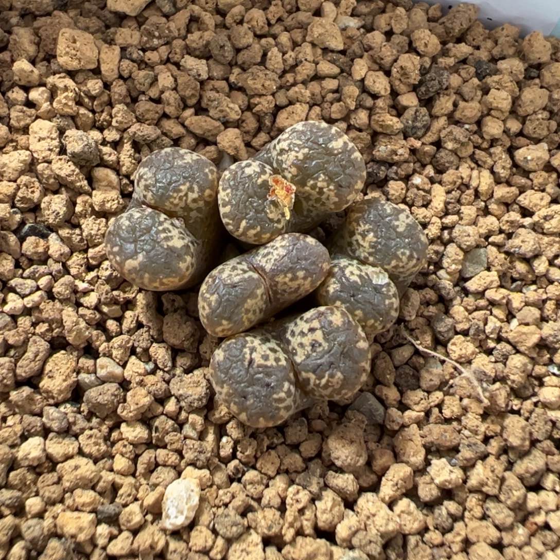 5-248肉锥多肉植物