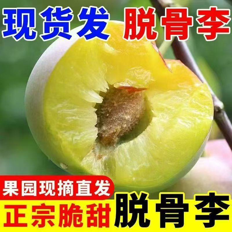 四川高山脱骨李新鲜上市脆甜多汁应季现摘孕妇水果