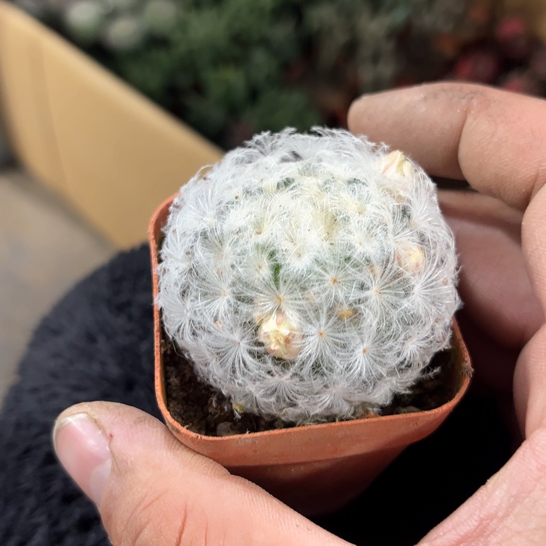 白星单头发货有根发货