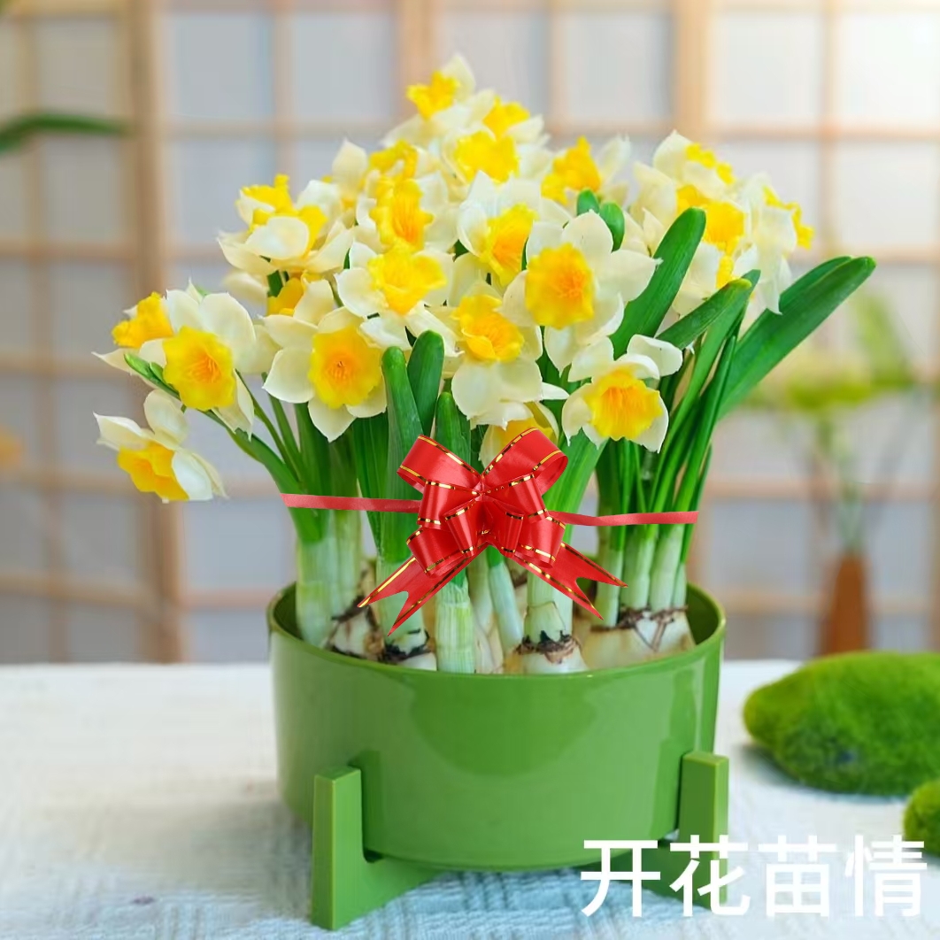 【6-8颗带芽点】漳州水仙花盆栽年宵花卉开花水培室内外冬季绿植