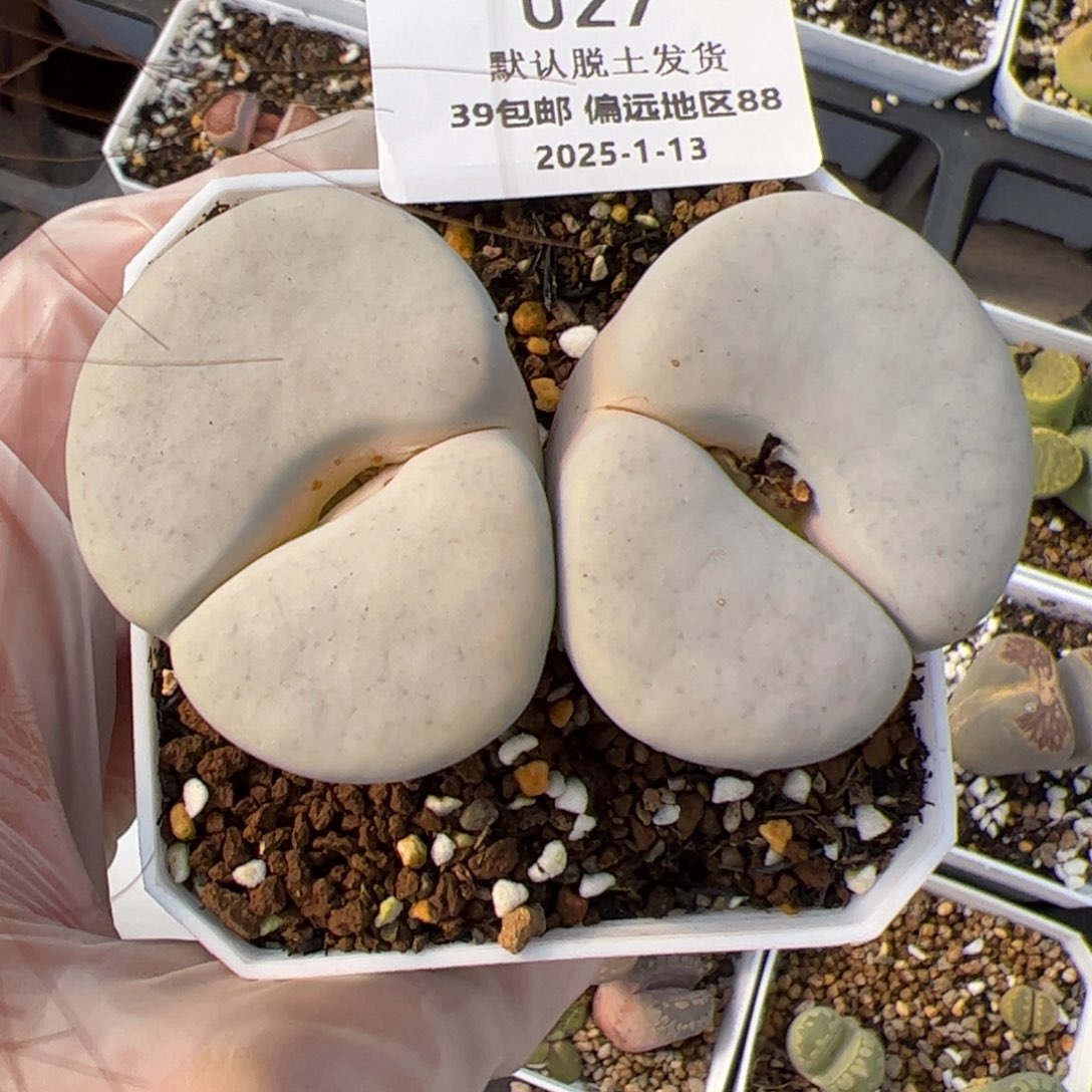 027号 曲多肉植物