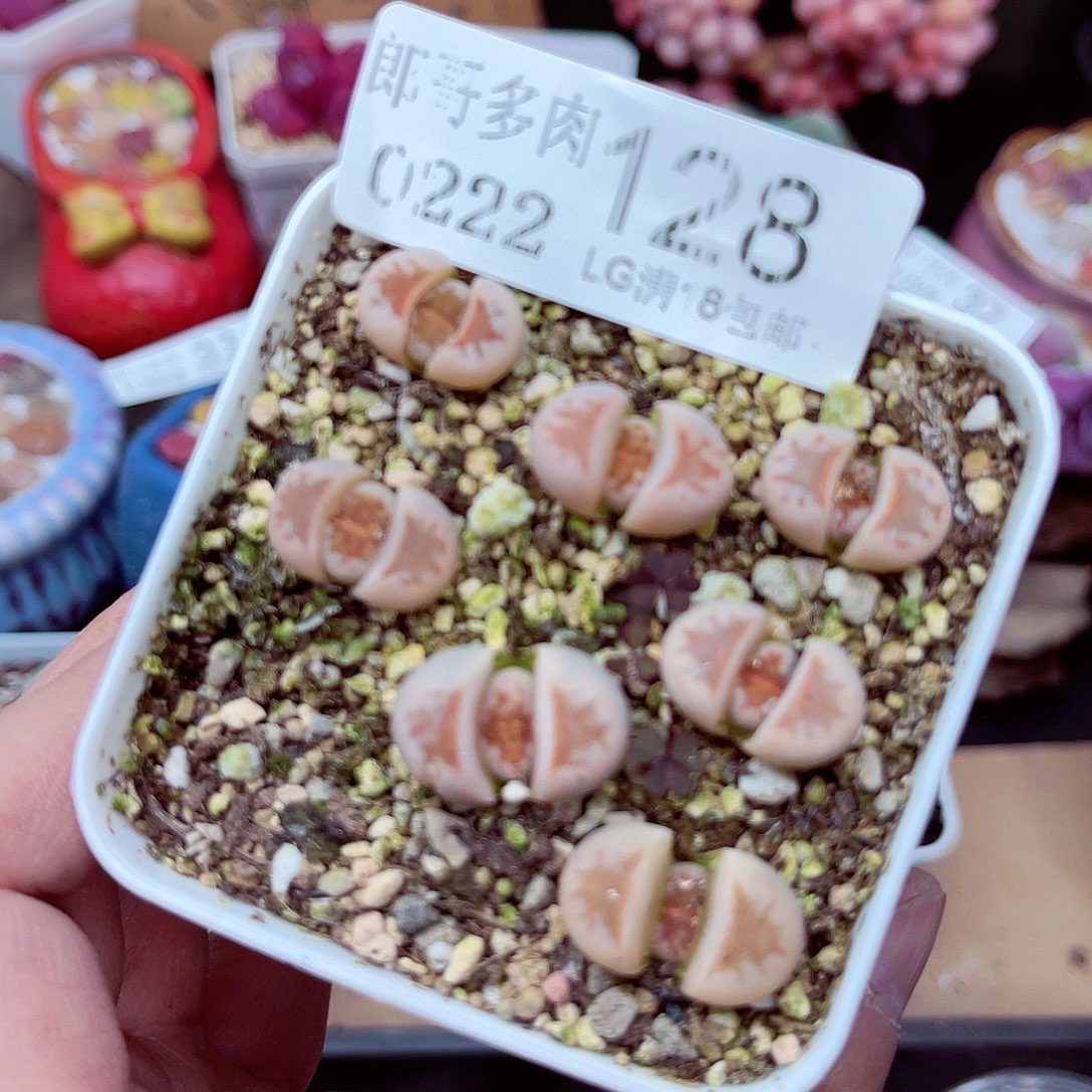 郎哥多肉生石花21-128