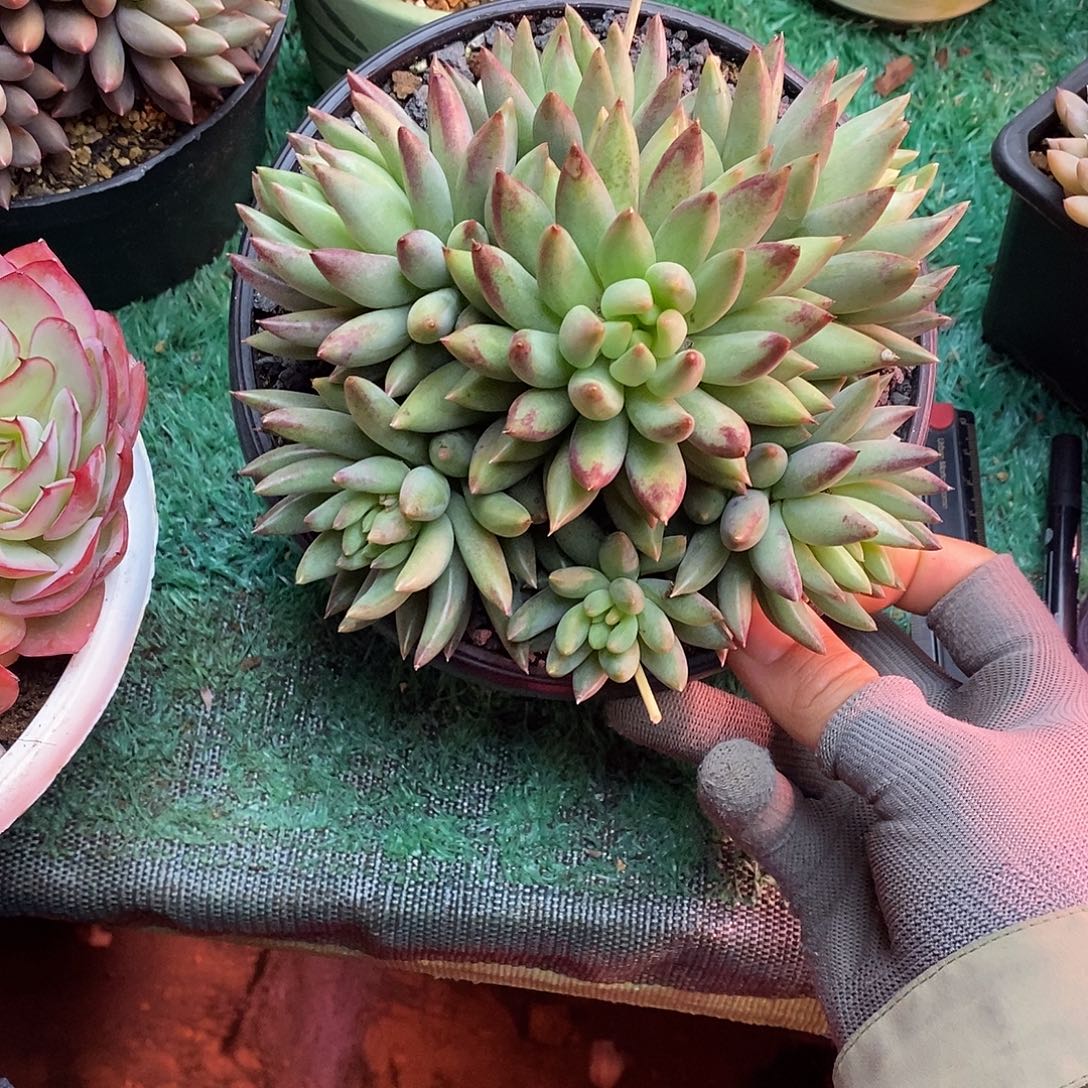 无坎捧花二代虞美人多肉