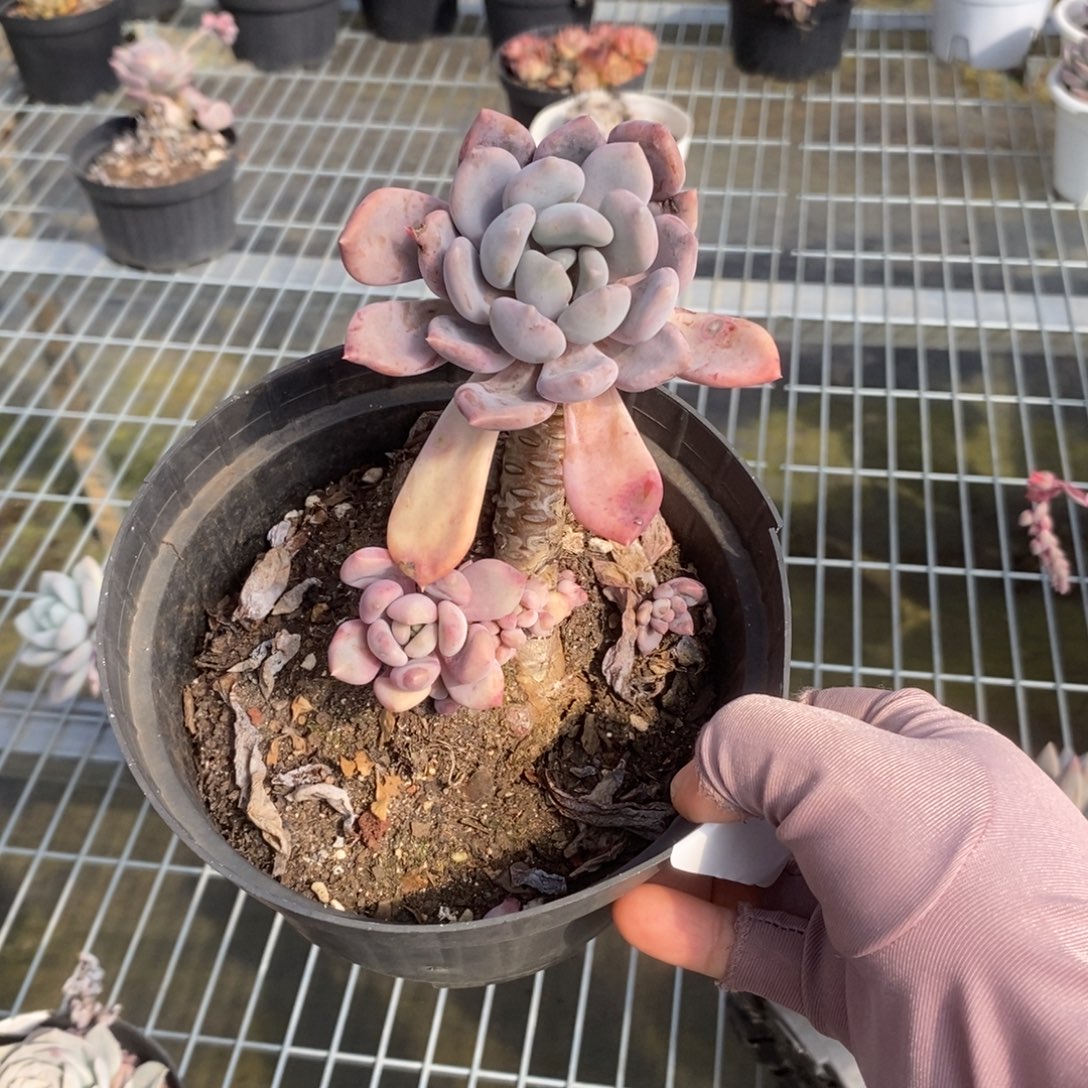 姜***️5900胖美人一物一拍