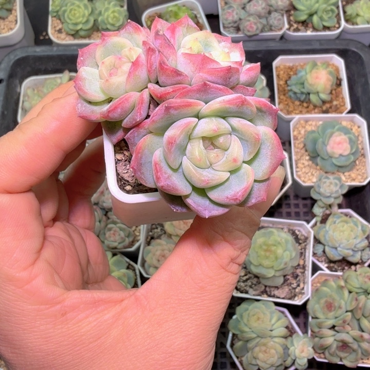 甜心特价群生三头