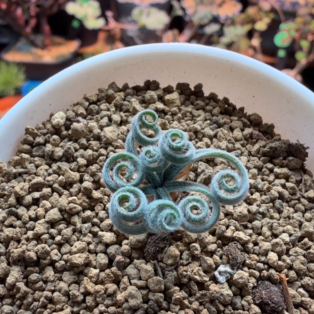 多毛特卷G L弹簧草637