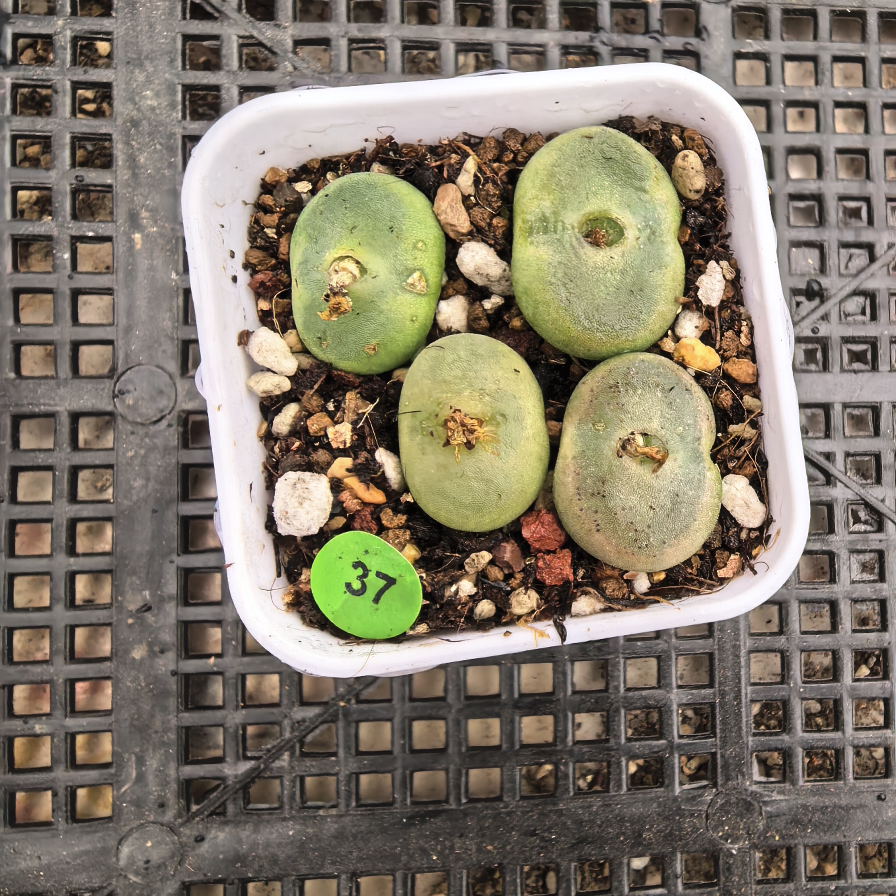 水晶鞋1.7-2CM脱土多肉37