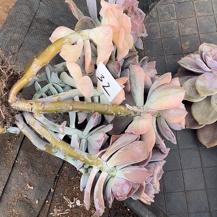 如***诺紫乐景32号多肉植物精品