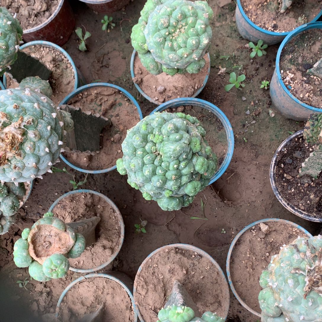 影***儿2棵海鲜美美美美美美