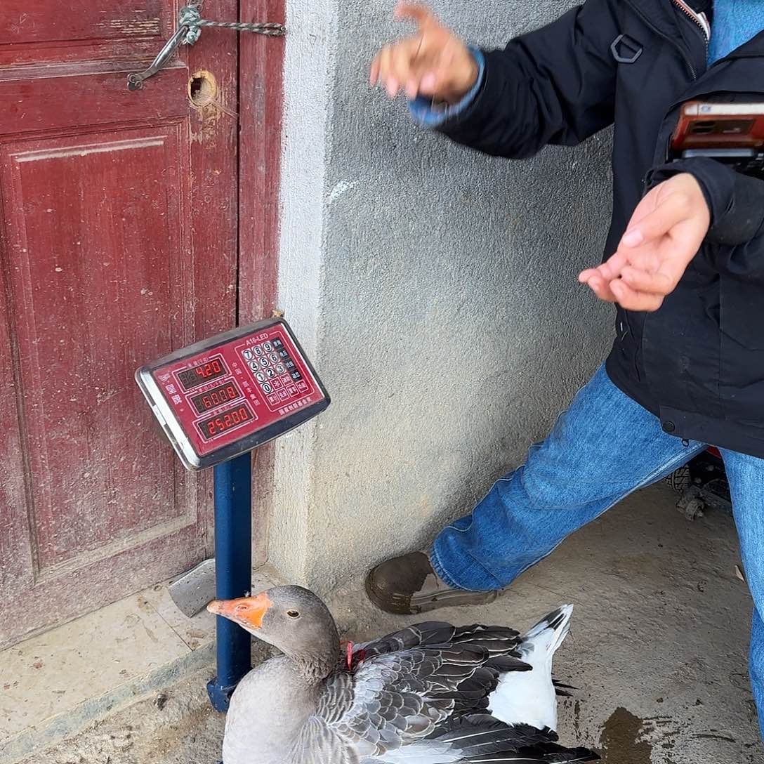 鹅中国大陆大鹅农家鹅