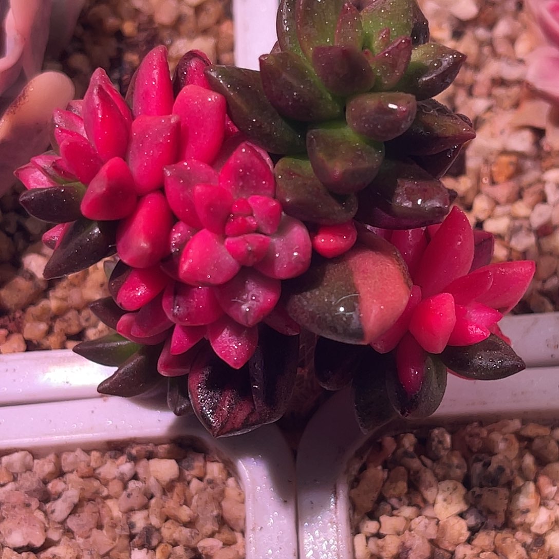 尚品园艺福利锦头盖8304