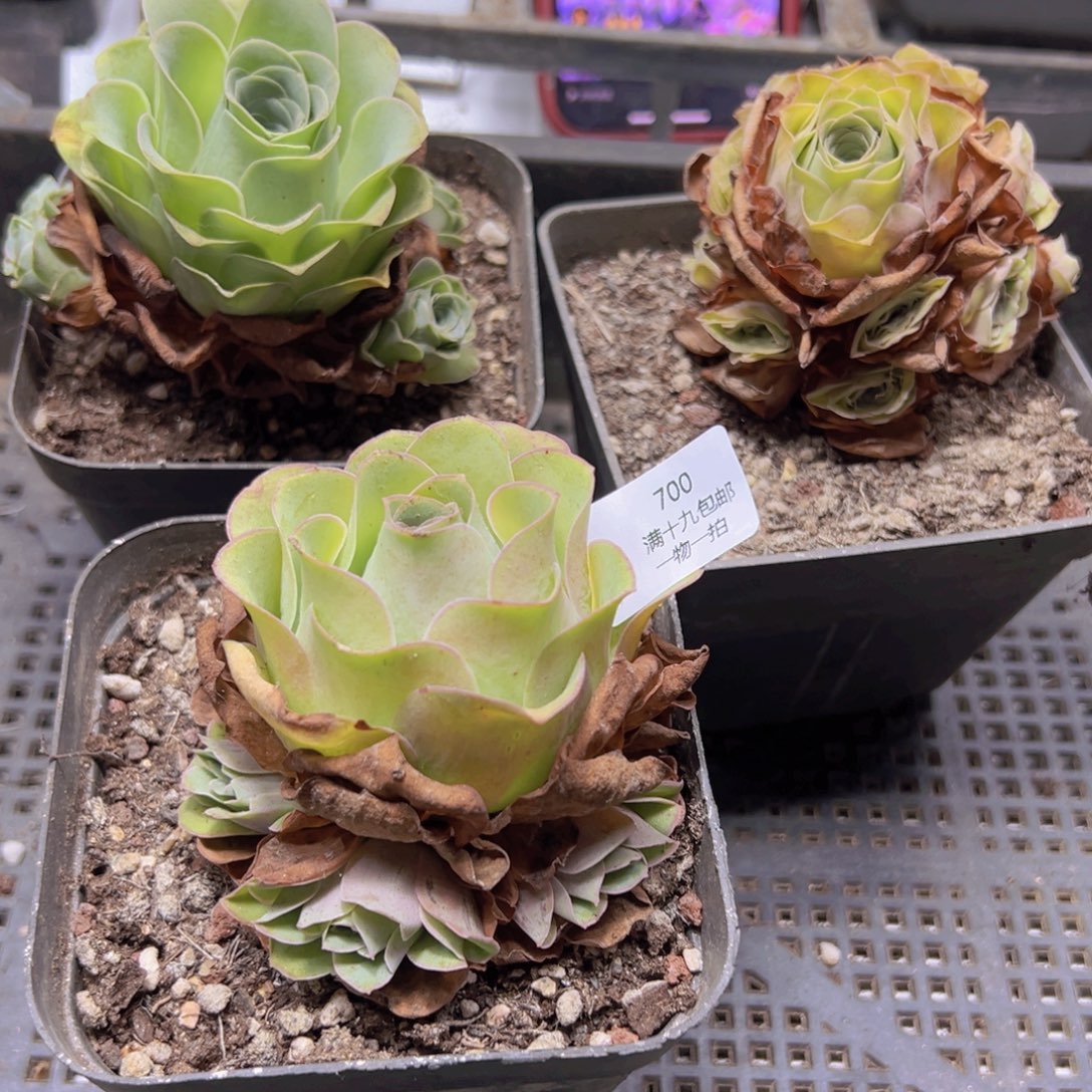 700 侧牙掉了不包损无售后