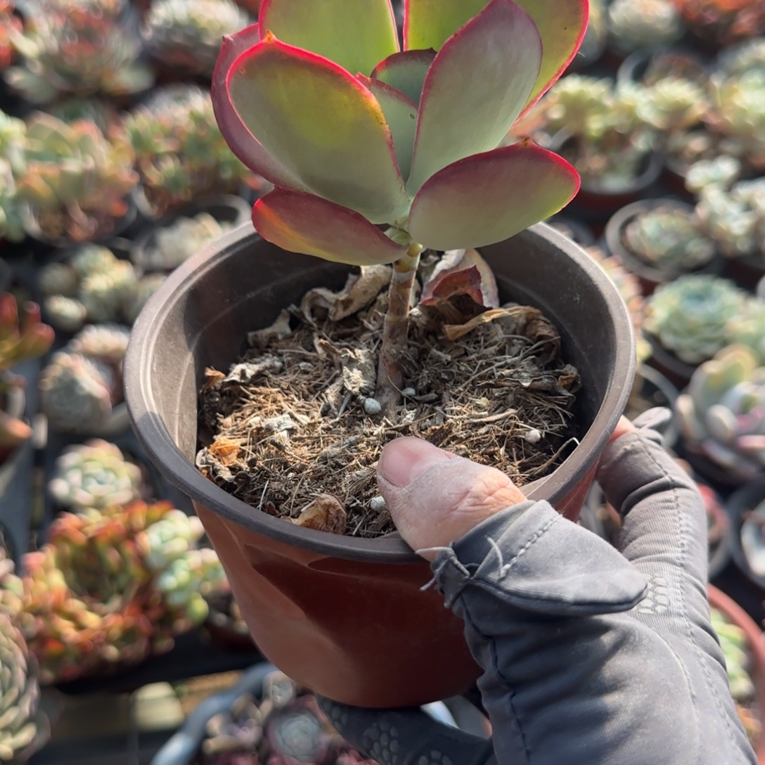 无花朵一块钱白眉福袋