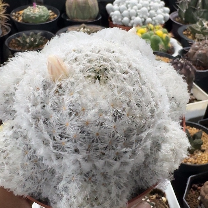 白星群生仙人球多肉