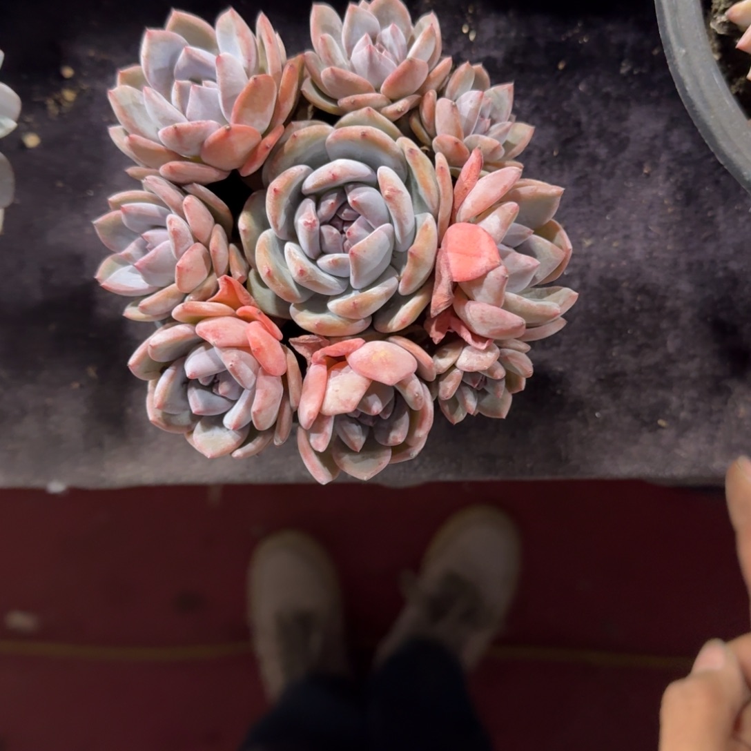 星影手捧无砍8头一物一拍