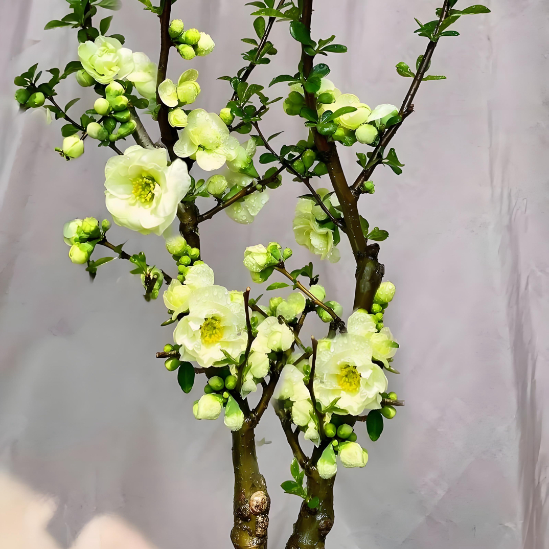 海棠基地直发花卉