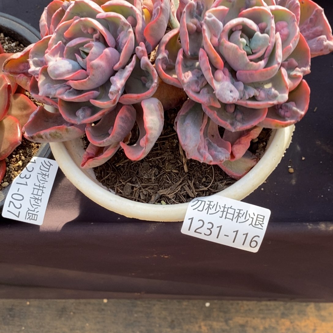 两单包邮1231-116雨滴锦