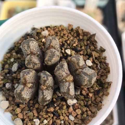 多肉肉锥 蝴蝶勋章