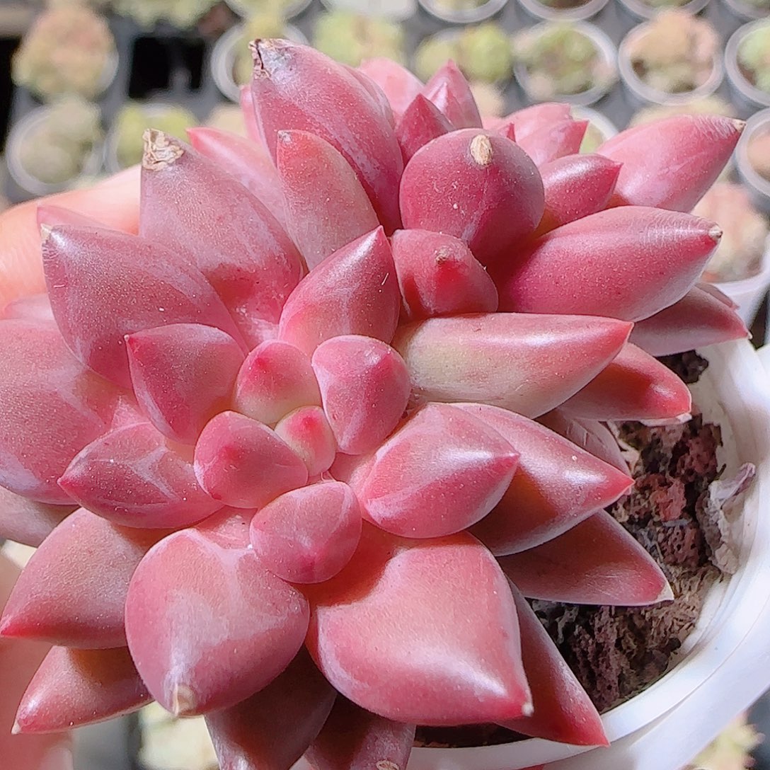 花语逸镜1125-18红蜻蜓叶伤
