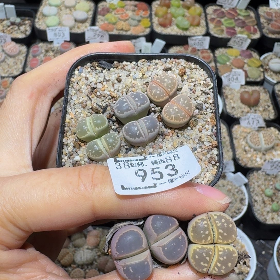胖***胖Ssss精品生石花953