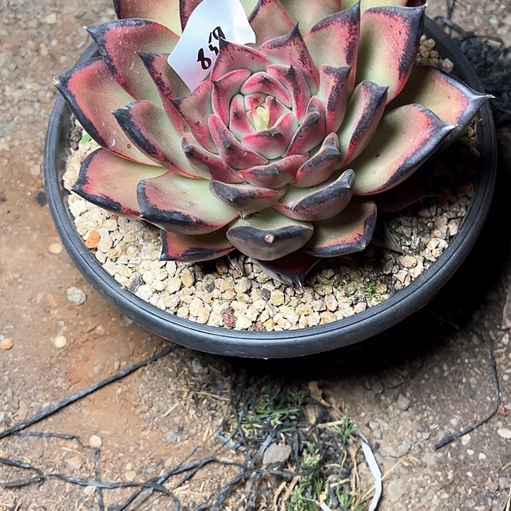 Y**g859///////////////////