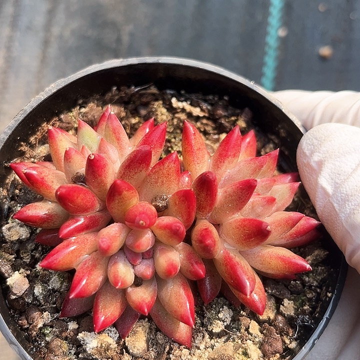 我是第一百个为妖刀应援滴