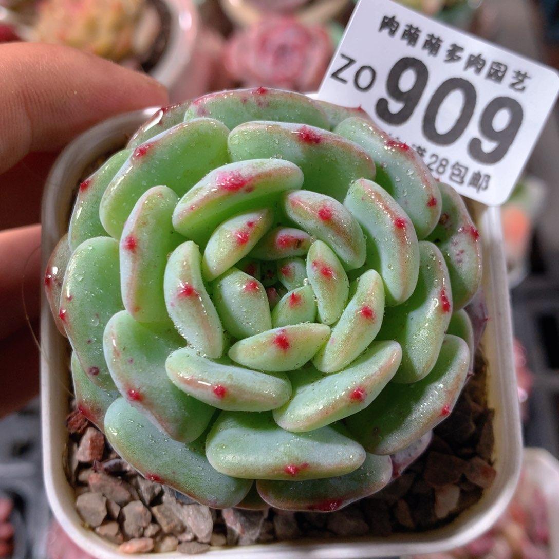 5CM拇指盆精控多肉ZO909