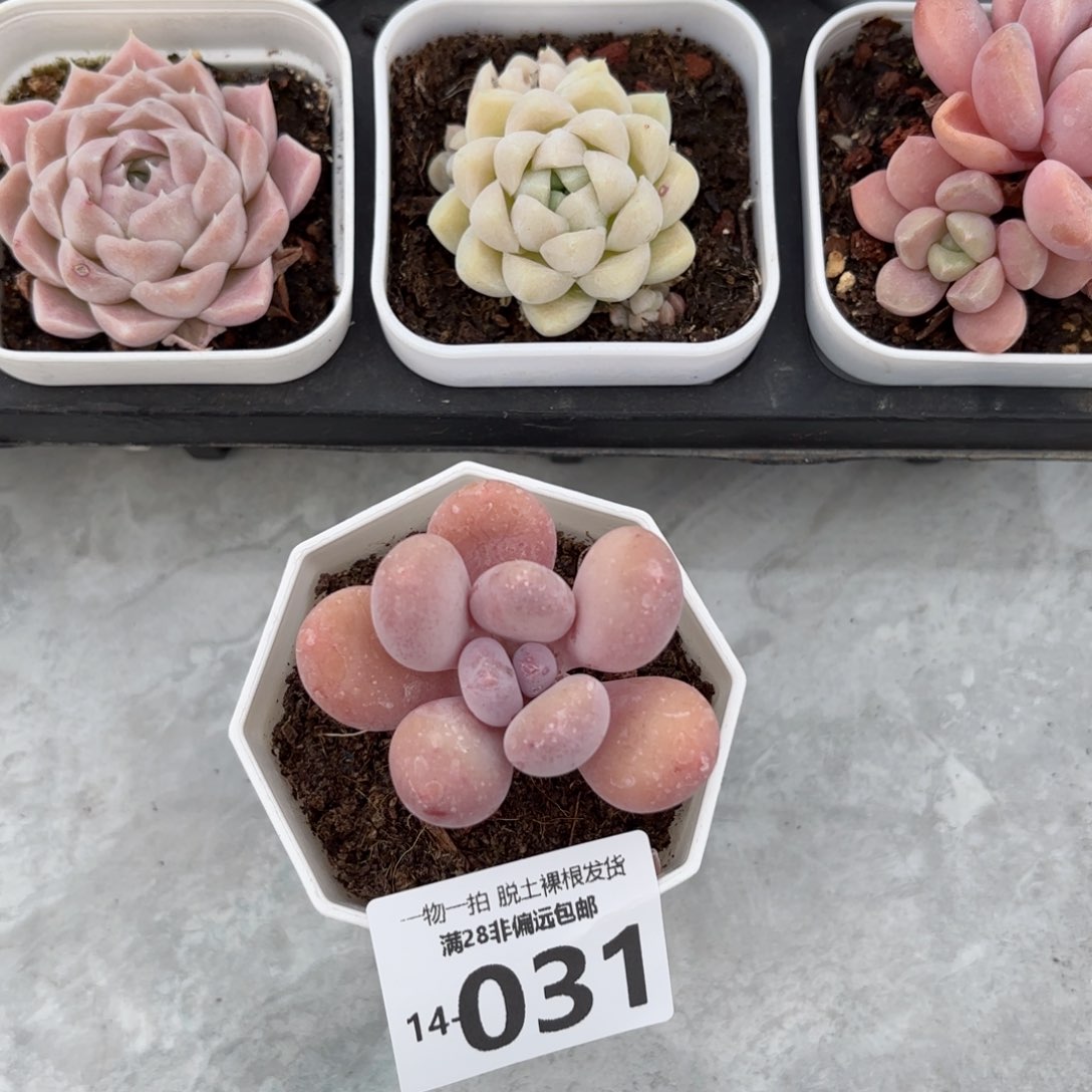 蛋黄奶多肉多肉多肉