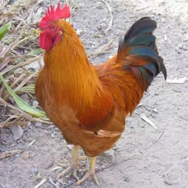 【8只】红色长尾鸡宠物鸡活体一斤左右发货包邮庭院观赏鸡