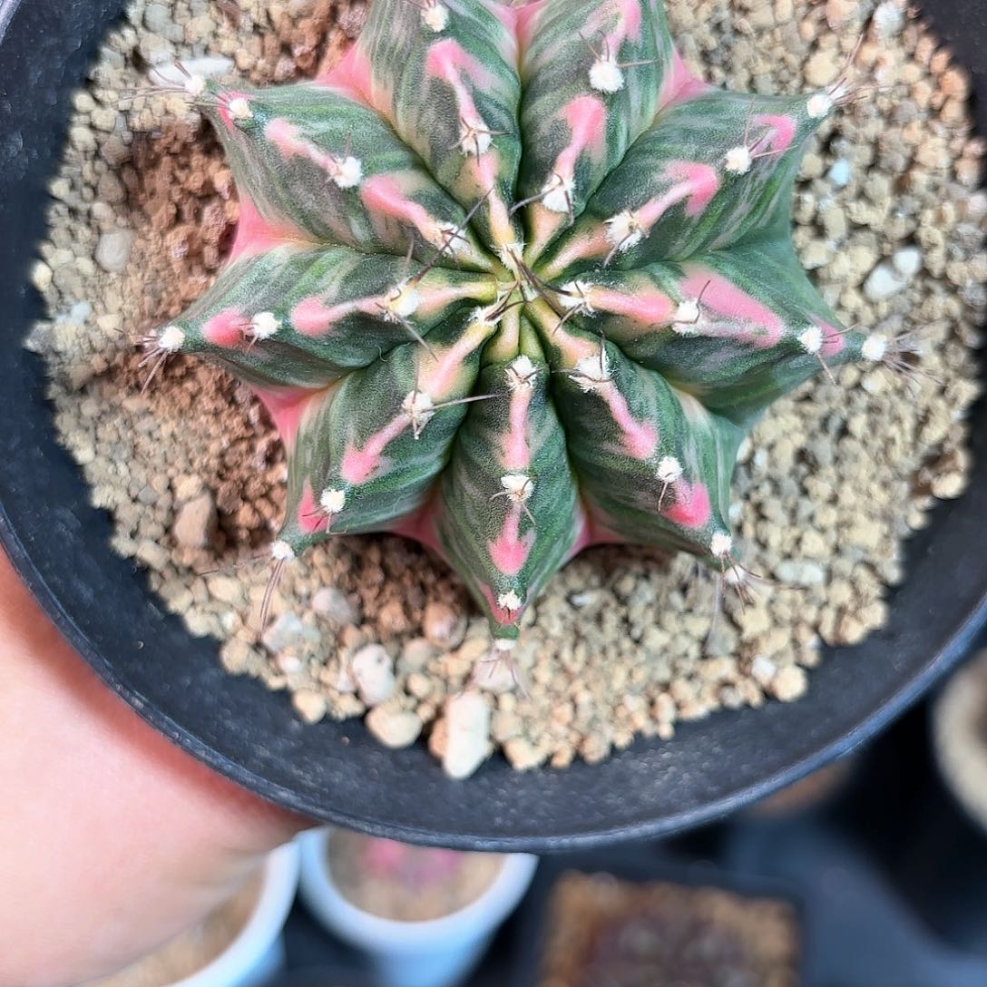 泰系实生米哈仙人球67号