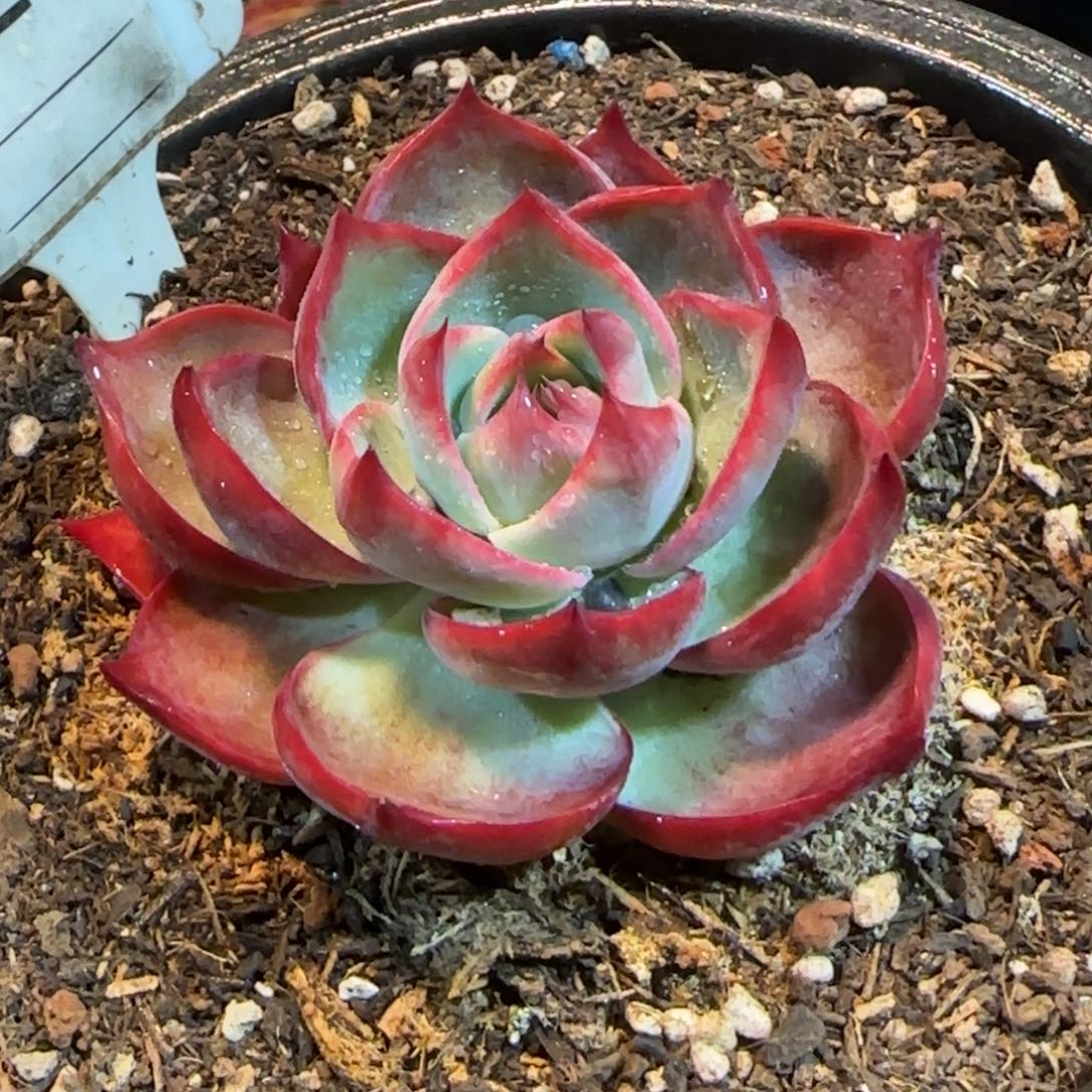 小精致玫瑰惊鸿一物一拍包装收缩花旱821