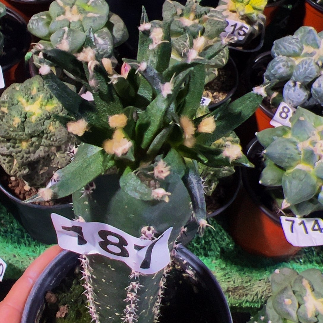 无花朵福利苗接龙舌兰牡丹187