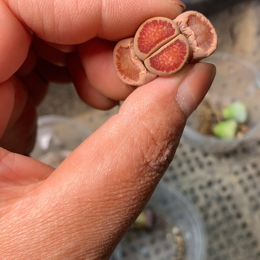 E387多肉植物保护研究所