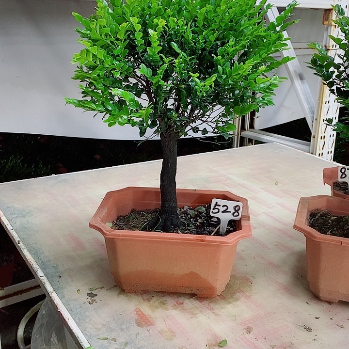 当前无花栽培后可以开花