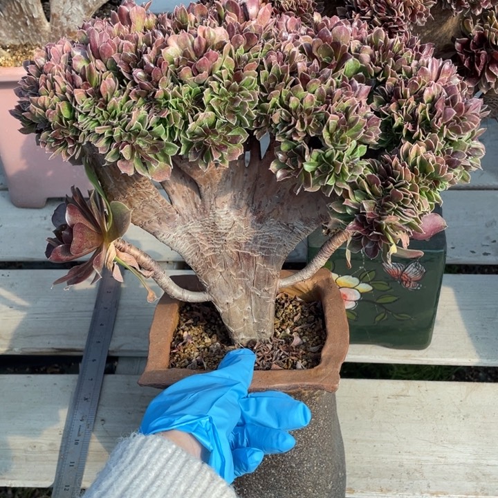 多肉植物的生长发育