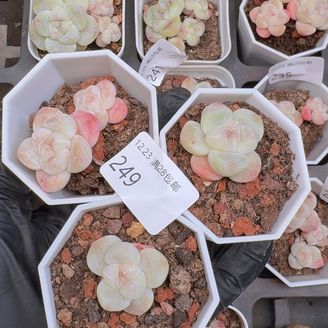 山***花3颗一组脱土发货的