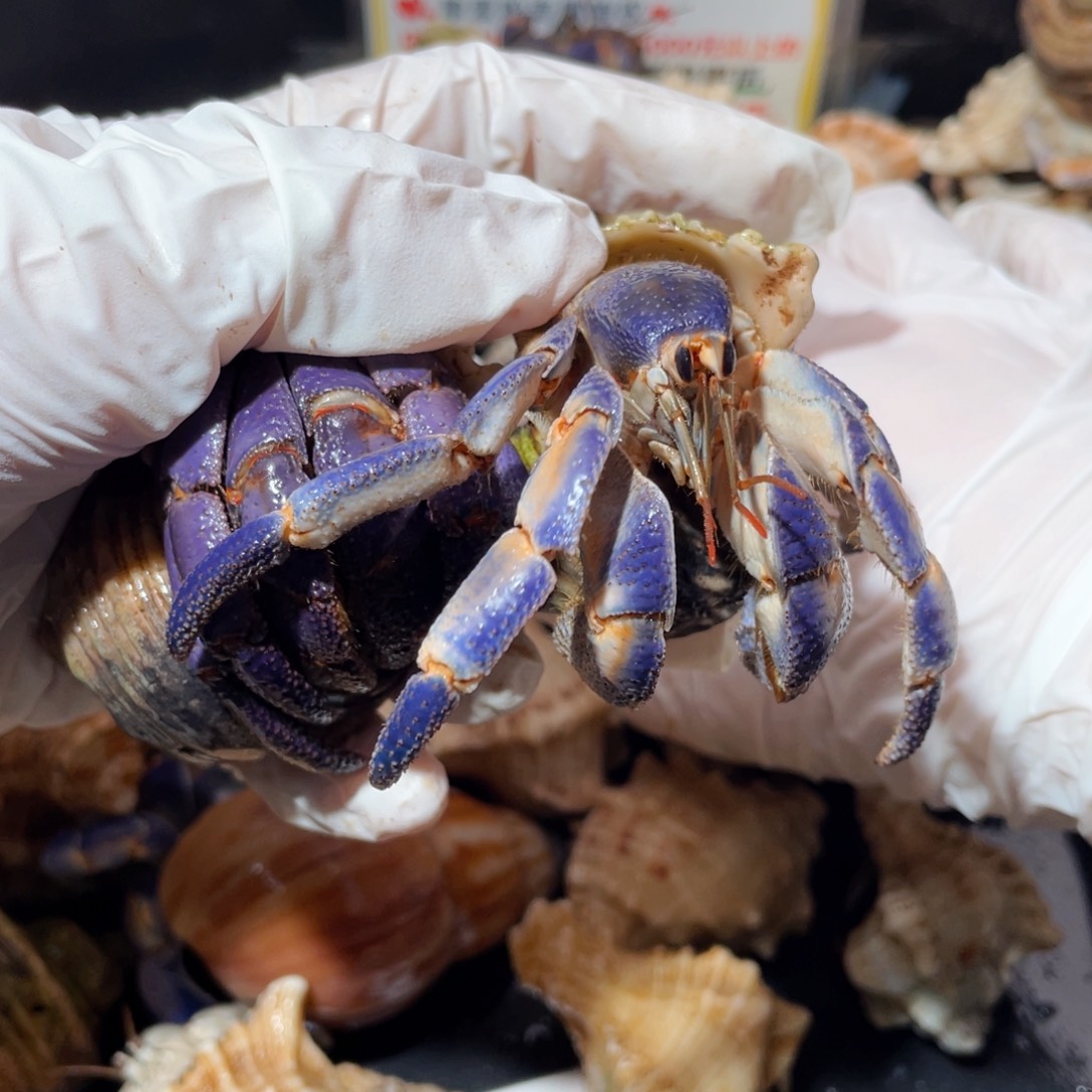 嗷***嗷蜗居异宠寄居蟹517