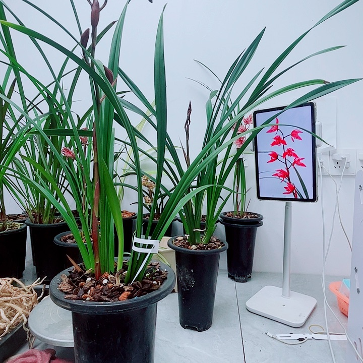 要原盆发补运费转门拍的