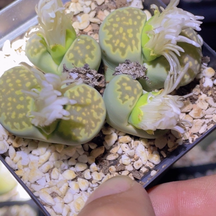 4889888888888888588888887