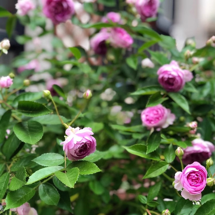 玛姬婶婶  月季花苗四季开花丰花玫瑰切花抗病长势快