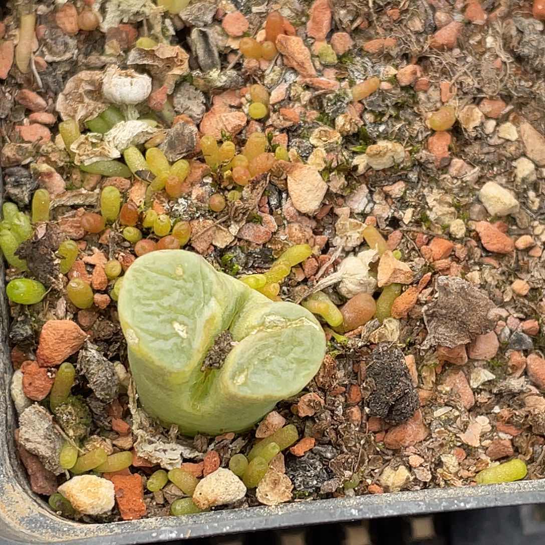 18-113磁铁多肉植物