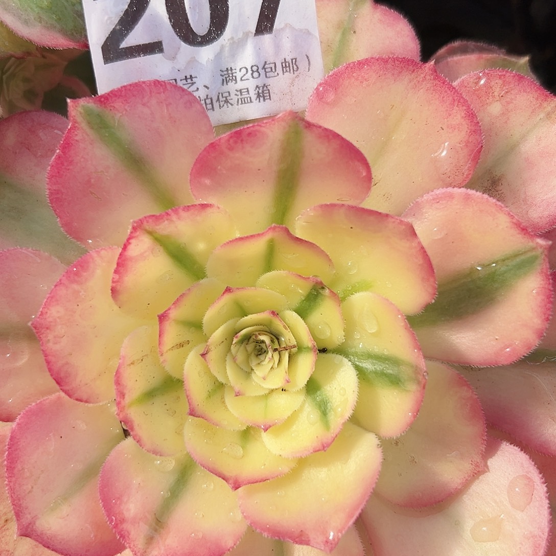 海王七彩2个207多肉植物
