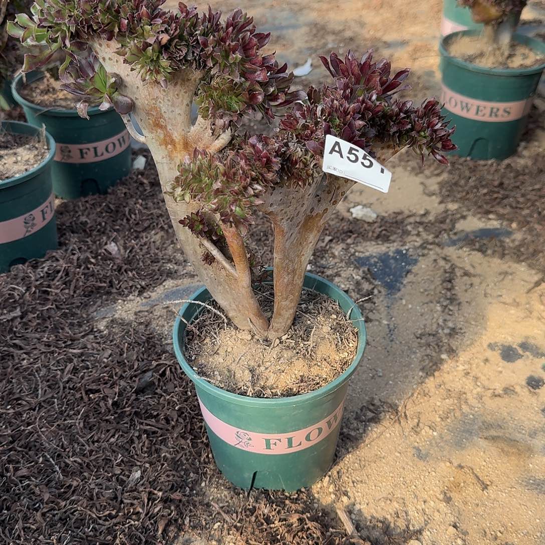 551黑法师有伤一颗满28包邮