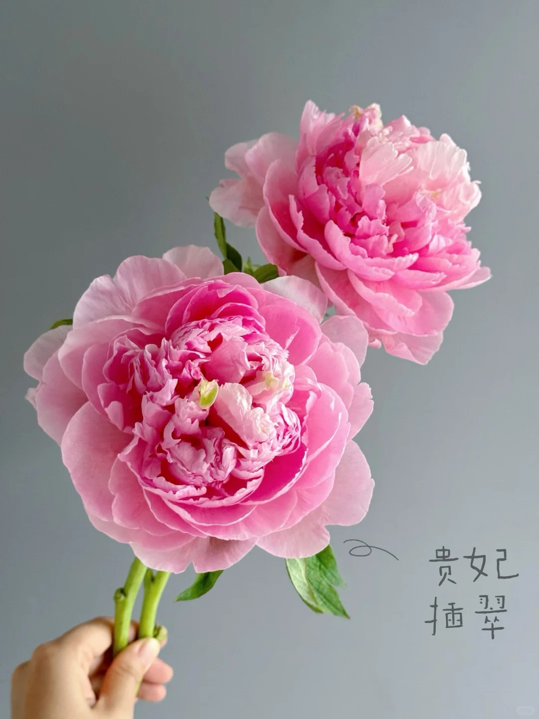 贵妃插翠牡丹国色天香6加仑带盆栽好老盆可复花