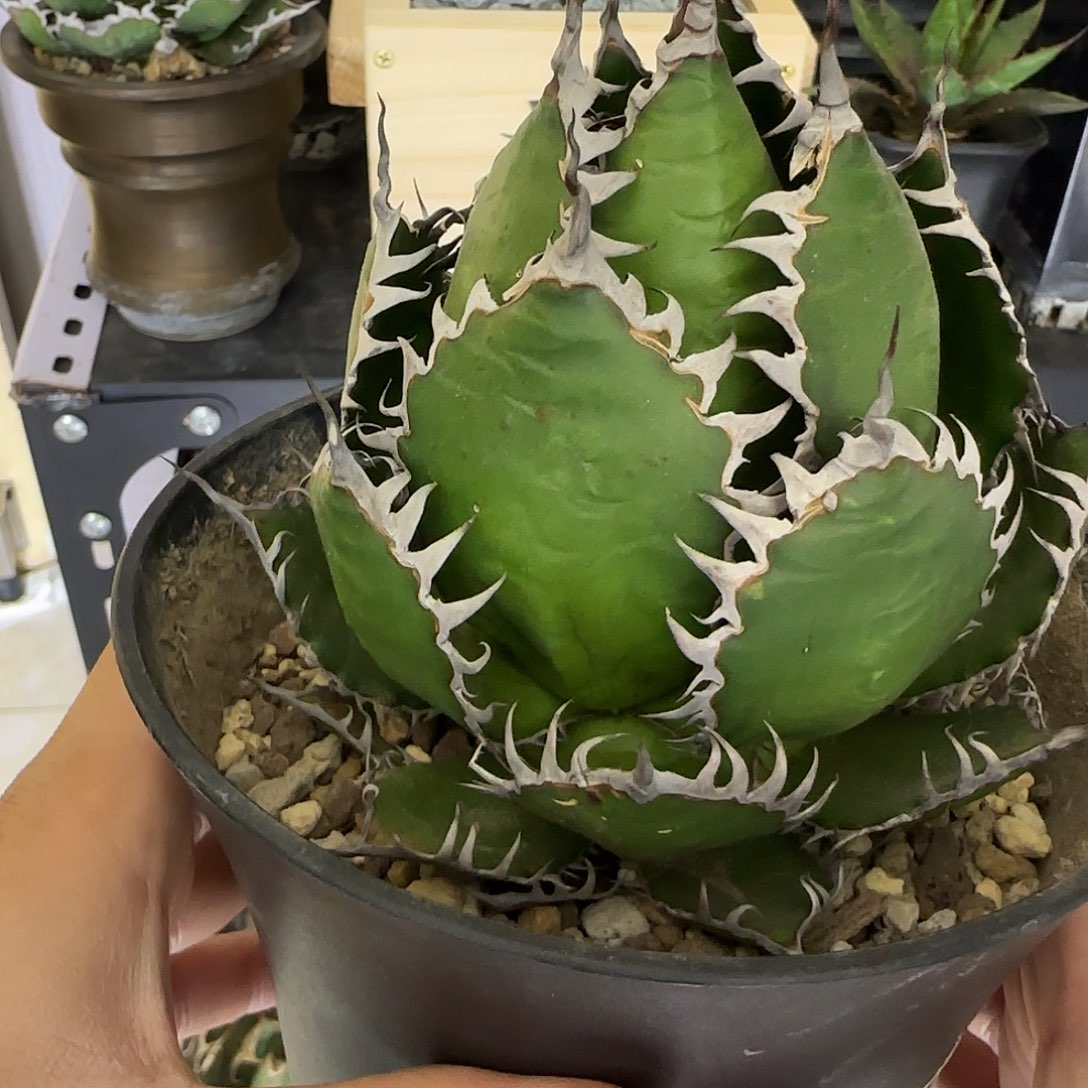 八折优惠霍利达龙舌兰1111111111111