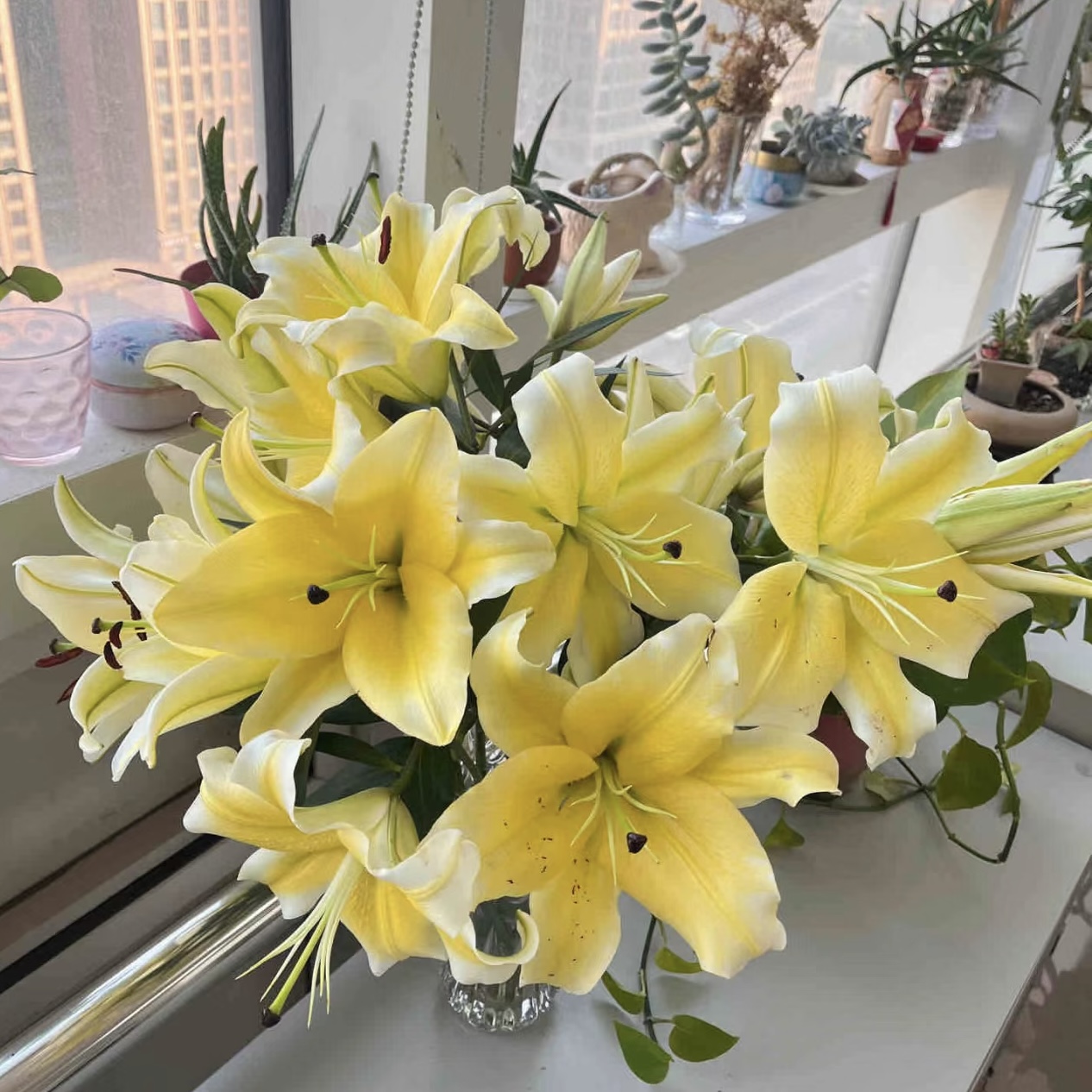 10枝黄天霸单头百合10个花苞 香水百合【两单顺丰冷链或京东快递】