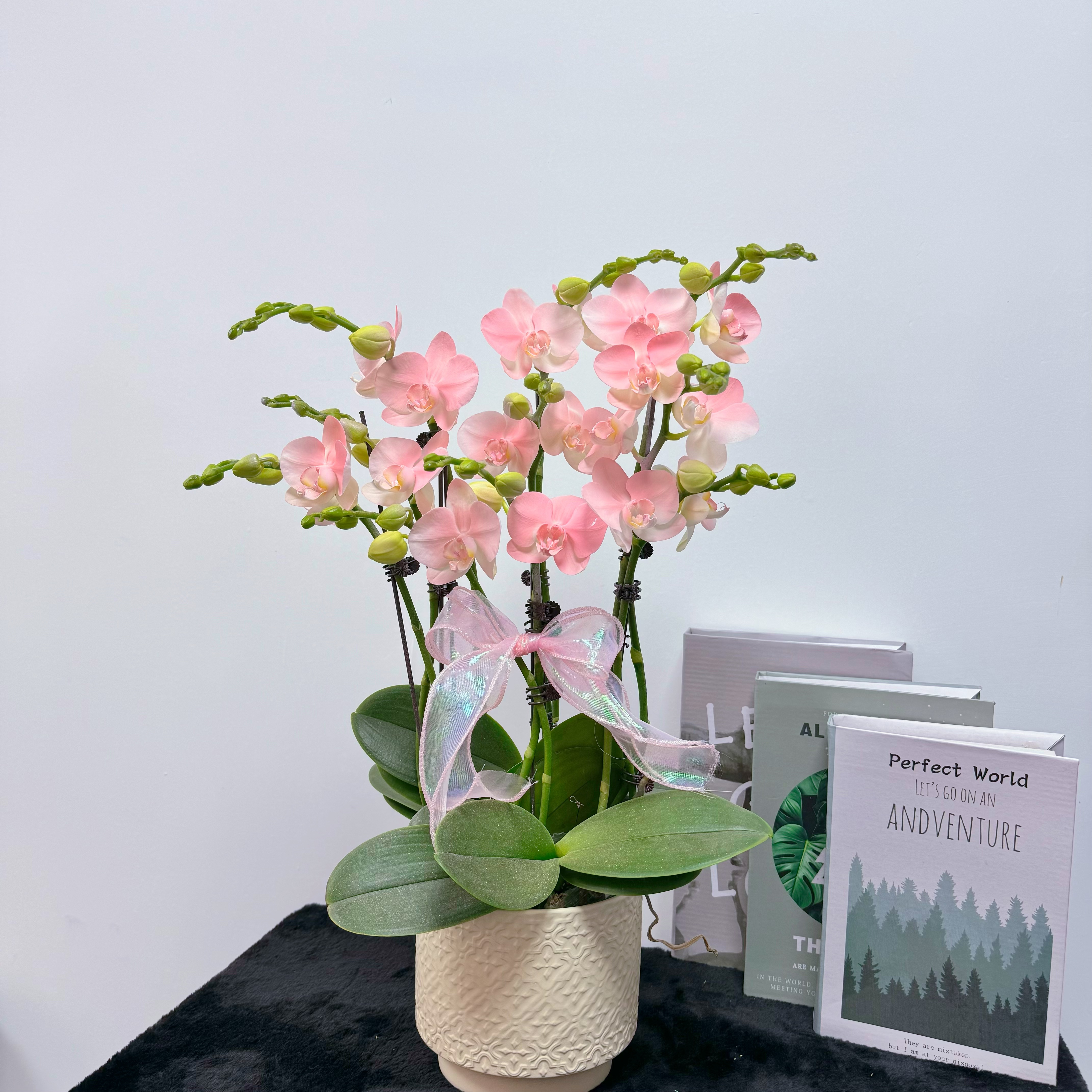 蝴蝶兰 【大水蜜桃】粉色系花花 特殊工艺 植物上色 观赏花 蝴蝶兰 